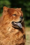 CHOW CHOW 779